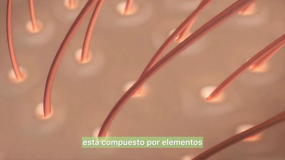 Entrega Toxicos y Nutrientes Español